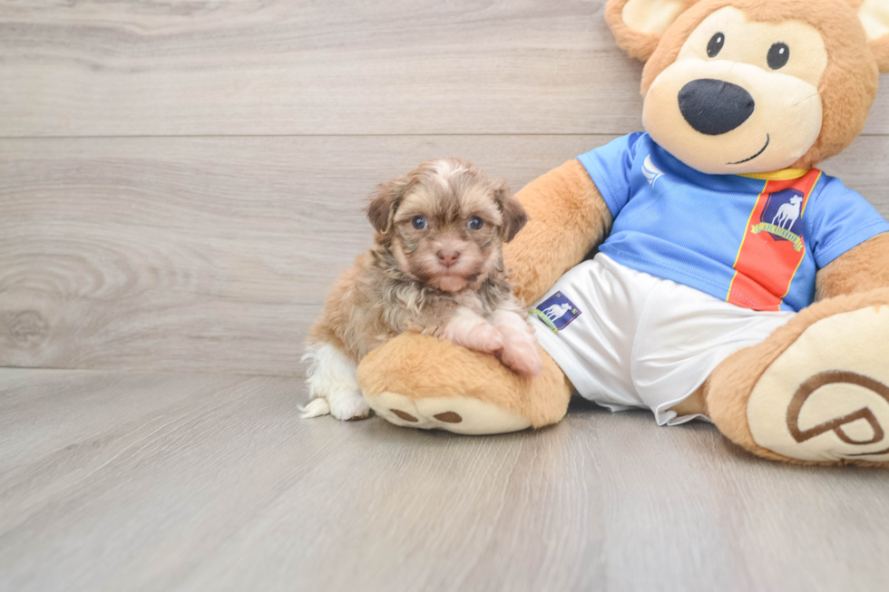 Happy Bichon Habanero Purebred Puppy