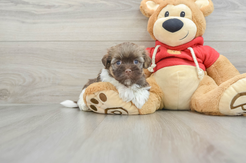 5 week old Havanese Puppy For Sale - Simply Southern Pups