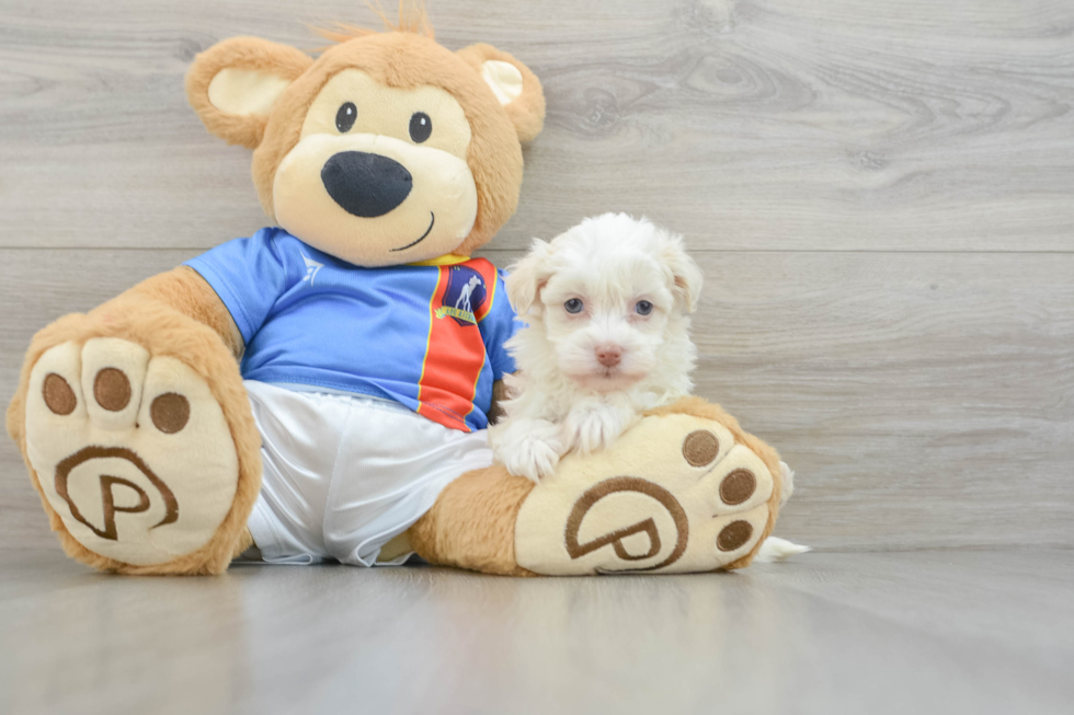 Havanese Pup Being Cute