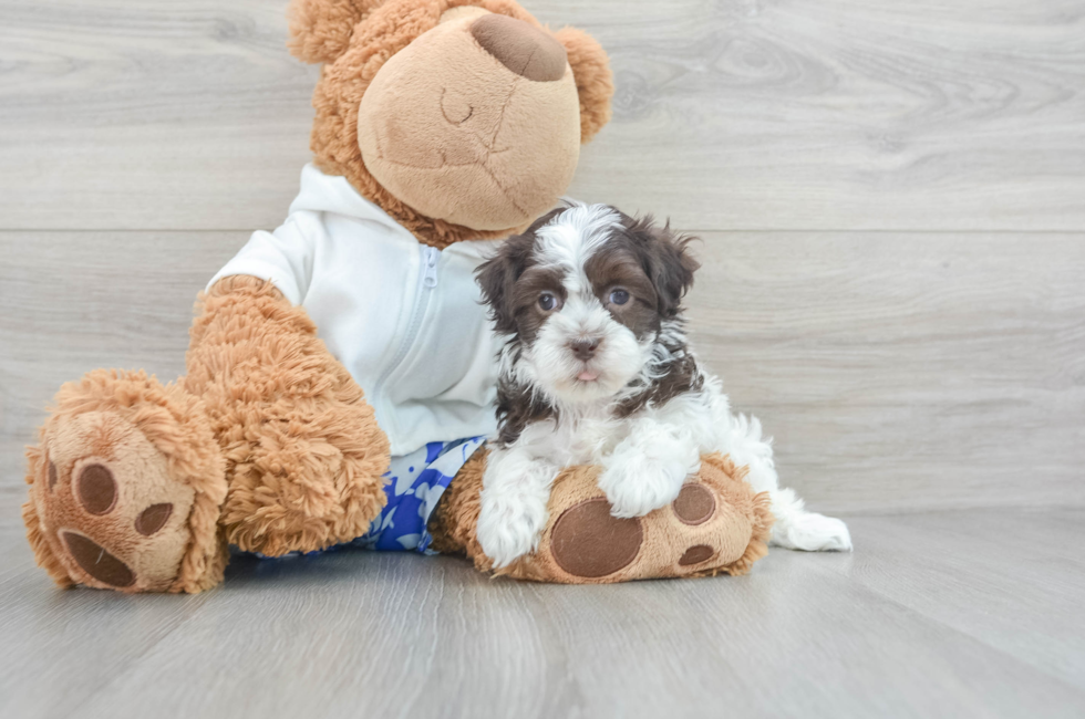 9 week old Havanese Puppy For Sale - Simply Southern Pups