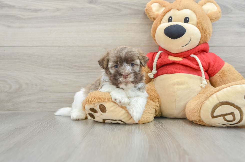 5 week old Havanese Puppy For Sale - Simply Southern Pups