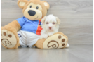 Havanese Puppy for Adoption