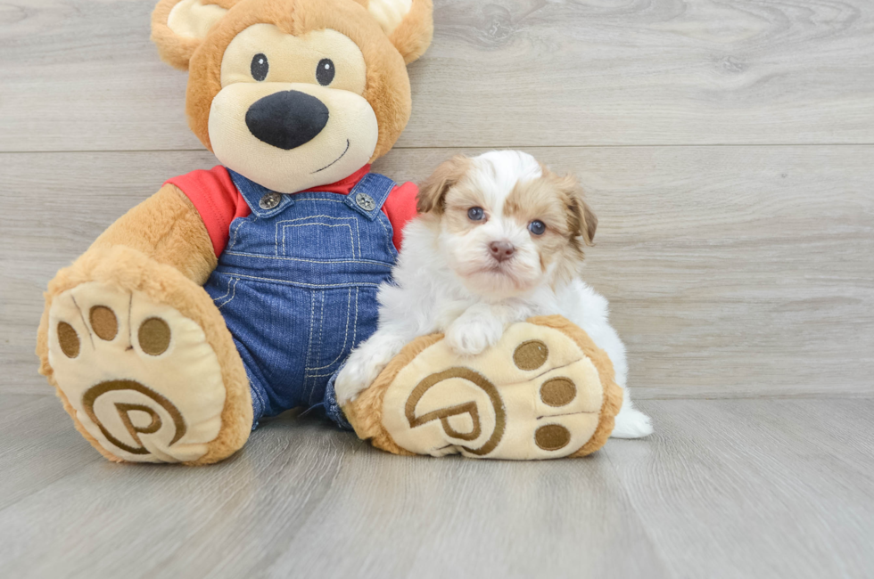 5 week old Havanese Puppy For Sale - Simply Southern Pups