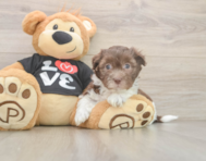5 week old Havanese Puppy For Sale - Simply Southern Pups