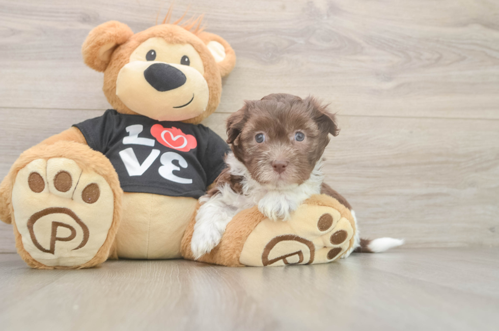 7 week old Havanese Puppy For Sale - Simply Southern Pups