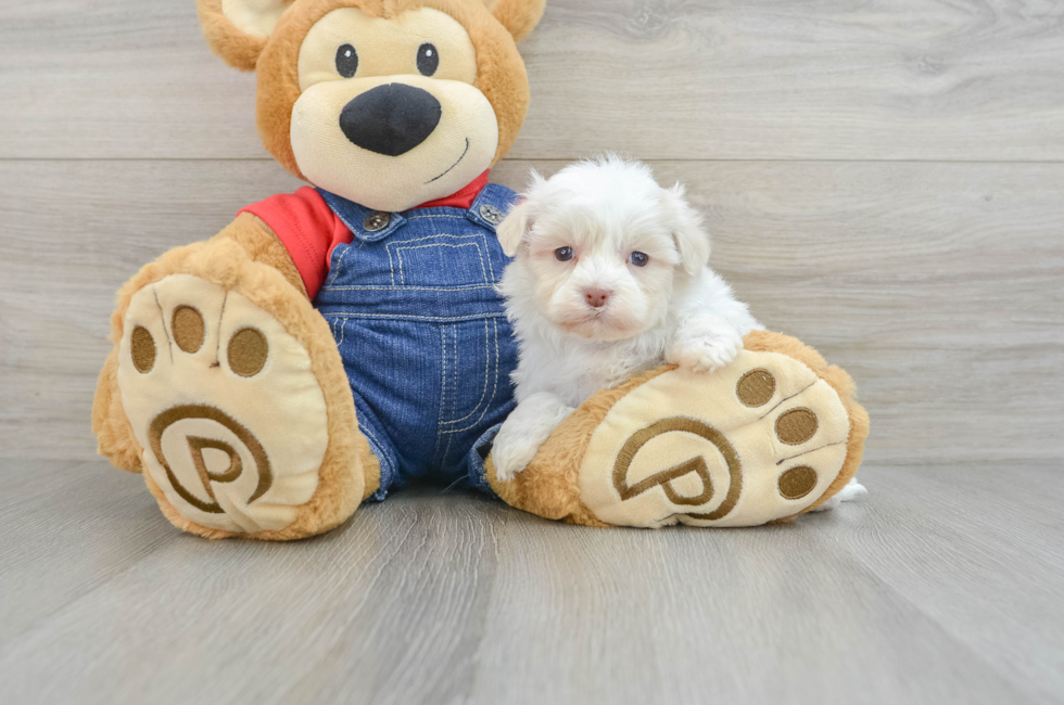 5 week old Havanese Puppy For Sale - Simply Southern Pups