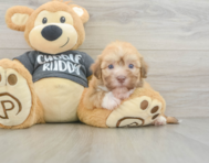 6 week old Havanese Puppy For Sale - Simply Southern Pups