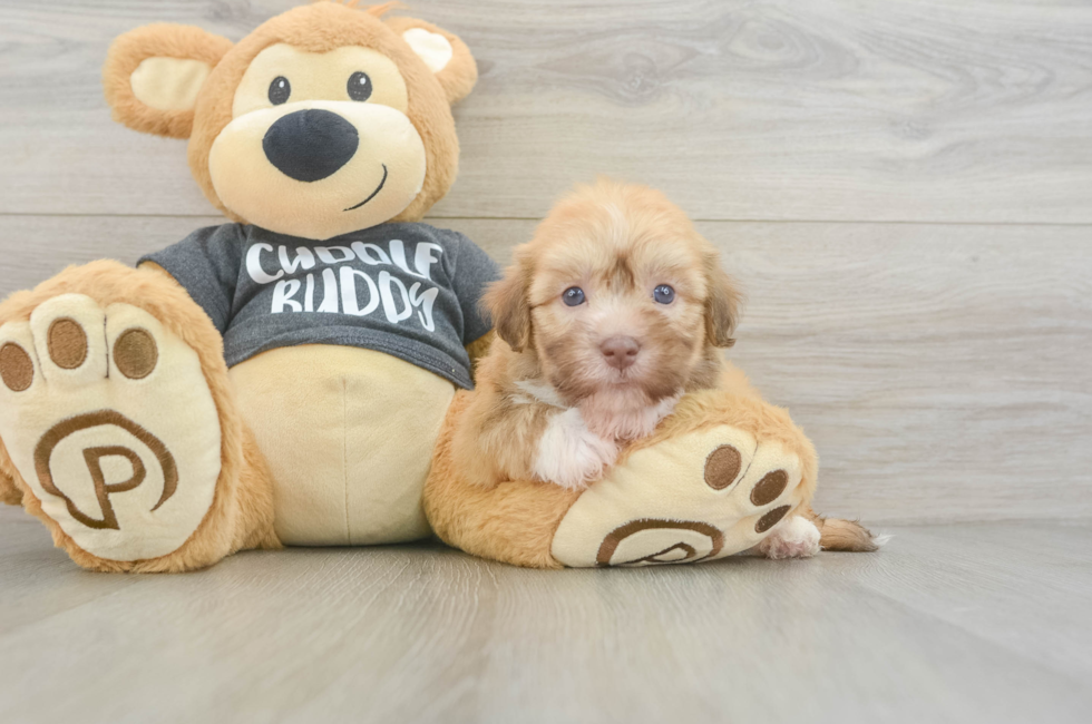 5 week old Havanese Puppy For Sale - Simply Southern Pups