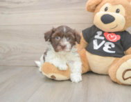 5 week old Havanese Puppy For Sale - Simply Southern Pups