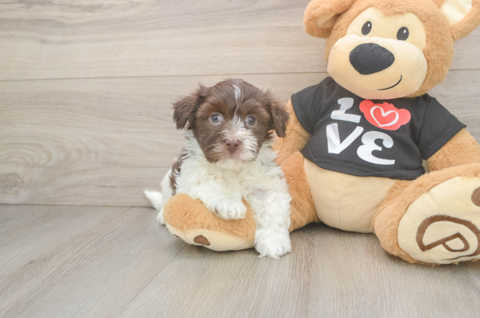 7 week old Havanese Puppy For Sale - Simply Southern Pups