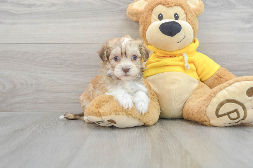 5 week old Havanese Puppy For Sale - Simply Southern Pups