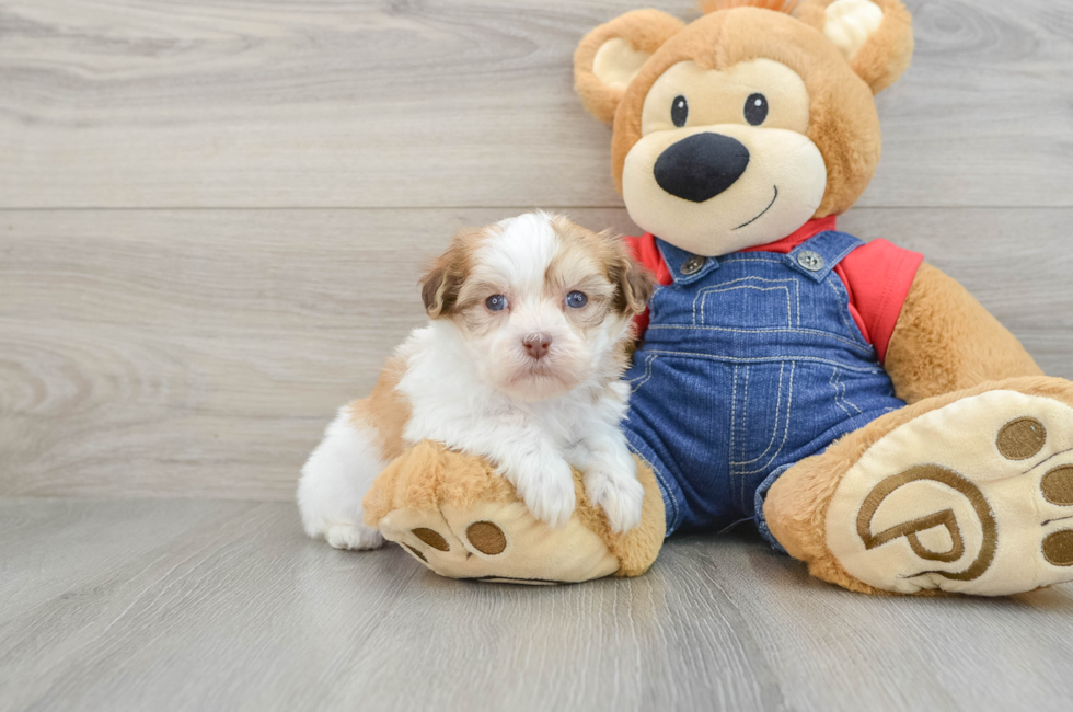 5 week old Havanese Puppy For Sale - Simply Southern Pups