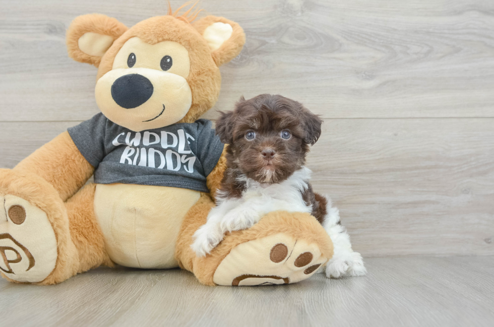 5 week old Havanese Puppy For Sale - Simply Southern Pups