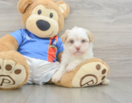 7 week old Havanese Puppy For Sale - Simply Southern Pups