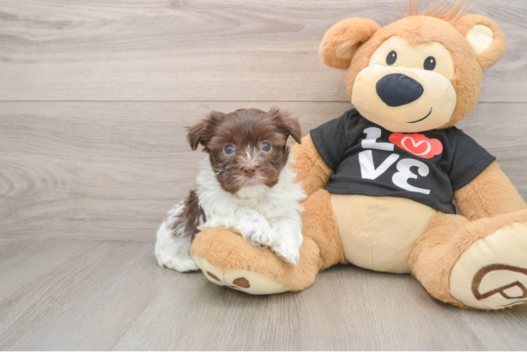 Havanese Puppy for Adoption