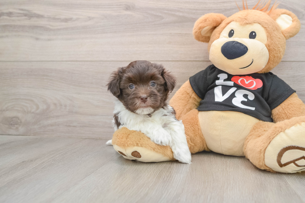 Friendly Havanese Baby