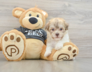 8 week old Havanese Puppy For Sale - Simply Southern Pups