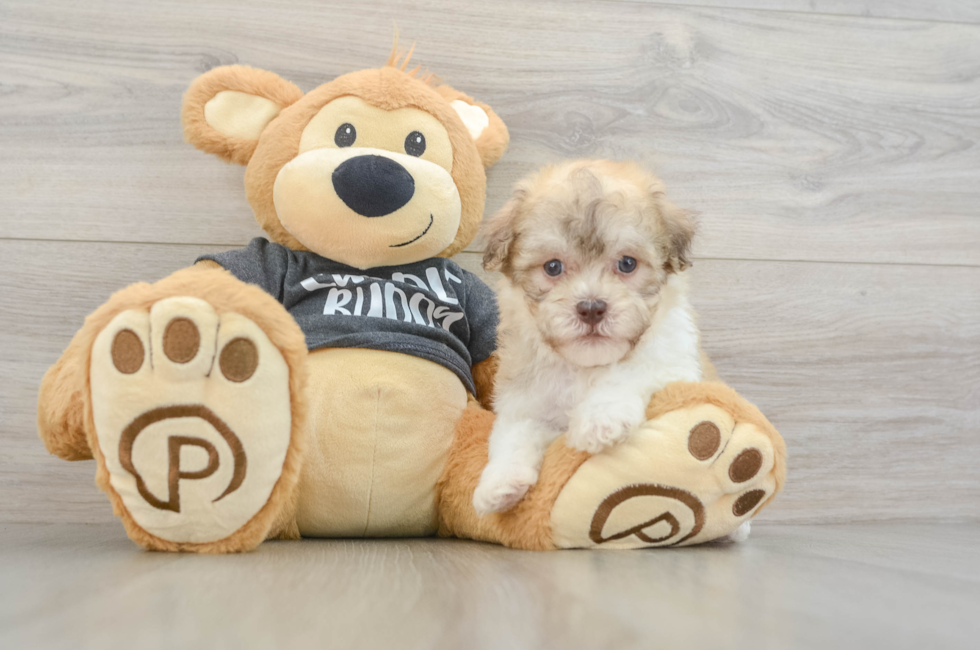 5 week old Havanese Puppy For Sale - Simply Southern Pups