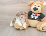 9 week old Havanese Puppy For Sale - Simply Southern Pups