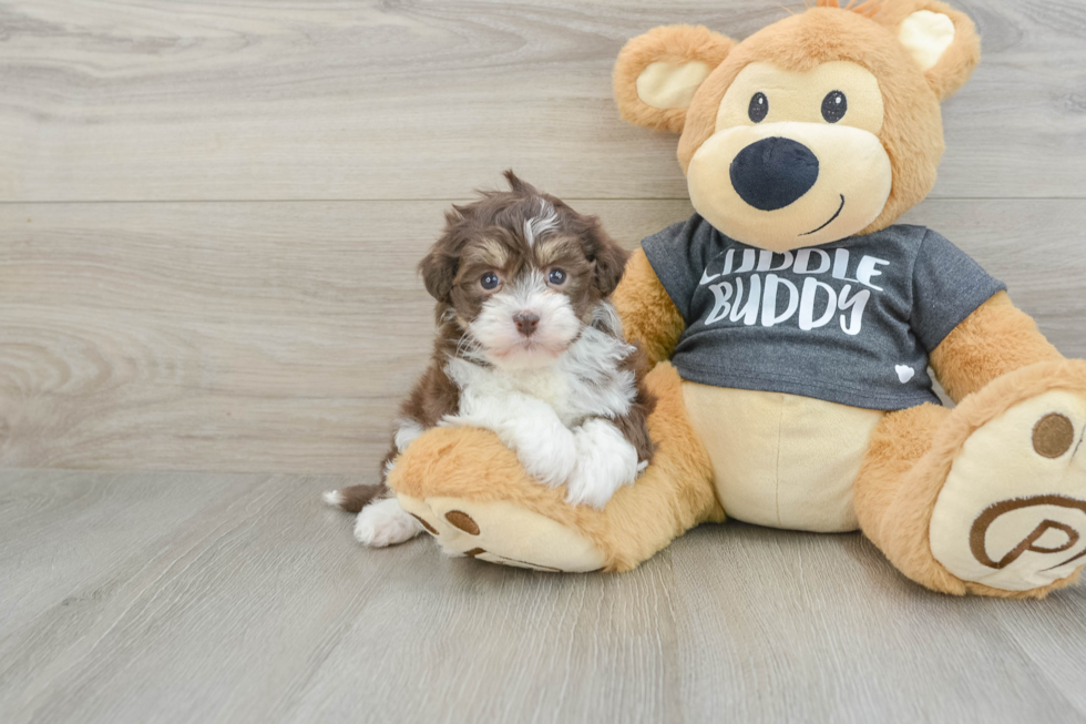 Havanese Pup Being Cute