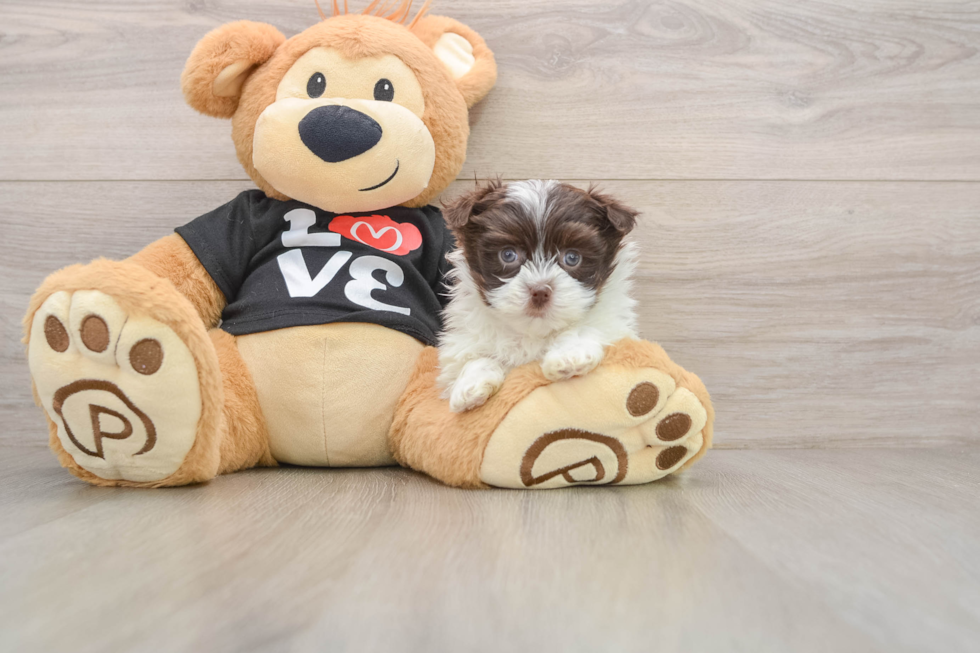 Havanese Puppy for Adoption