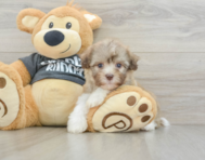 8 week old Havanese Puppy For Sale - Simply Southern Pups