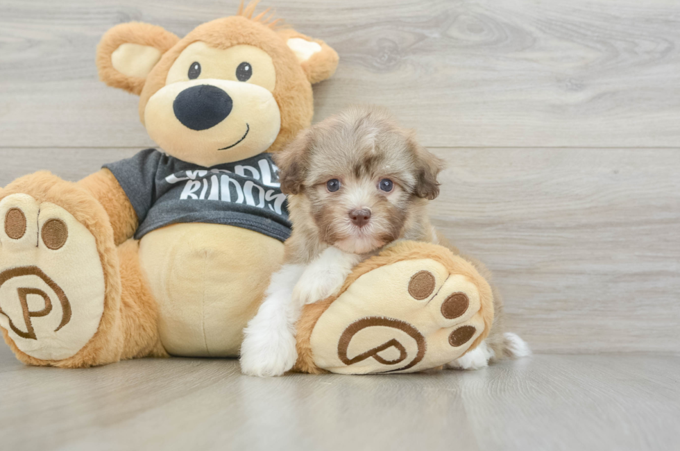 5 week old Havanese Puppy For Sale - Simply Southern Pups