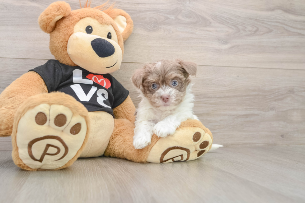 Little Havanese Purebred Pup