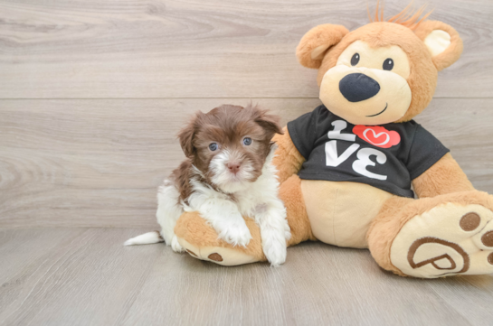 Akc Registered Havanese Baby