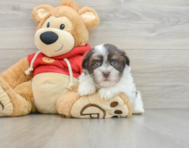 8 week old Havanese Puppy For Sale - Simply Southern Pups