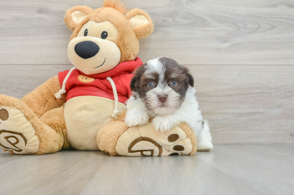 9 week old Havanese Puppy For Sale - Simply Southern Pups