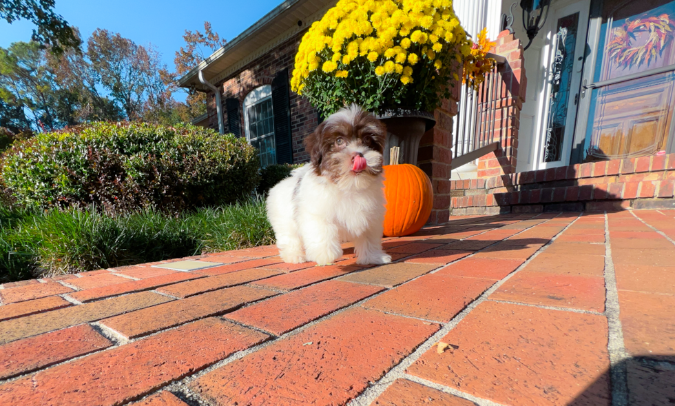 Cute Havaneser Purebred Puppy