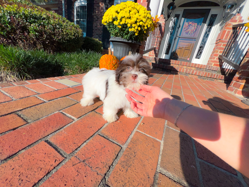 Best Havanese Baby