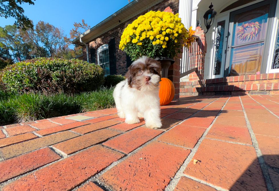 Best Havanese Baby