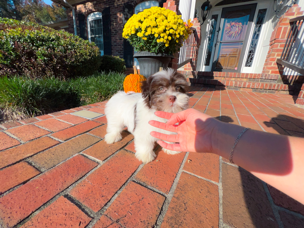 Cute Bichon Havanes Purebred Puppy