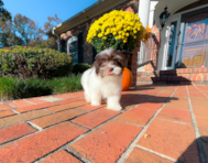 10 week old Havanese Puppy For Sale - Simply Southern Pups