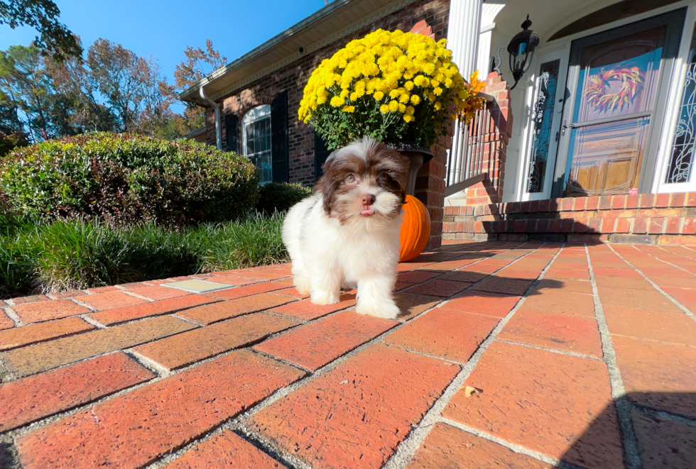 Best Havanese Baby