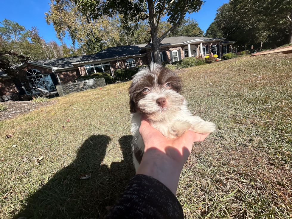 Cute Havanese Purebred Pup