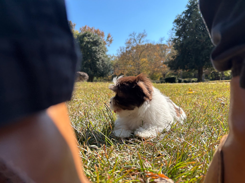 Havanese Pup Being Cute