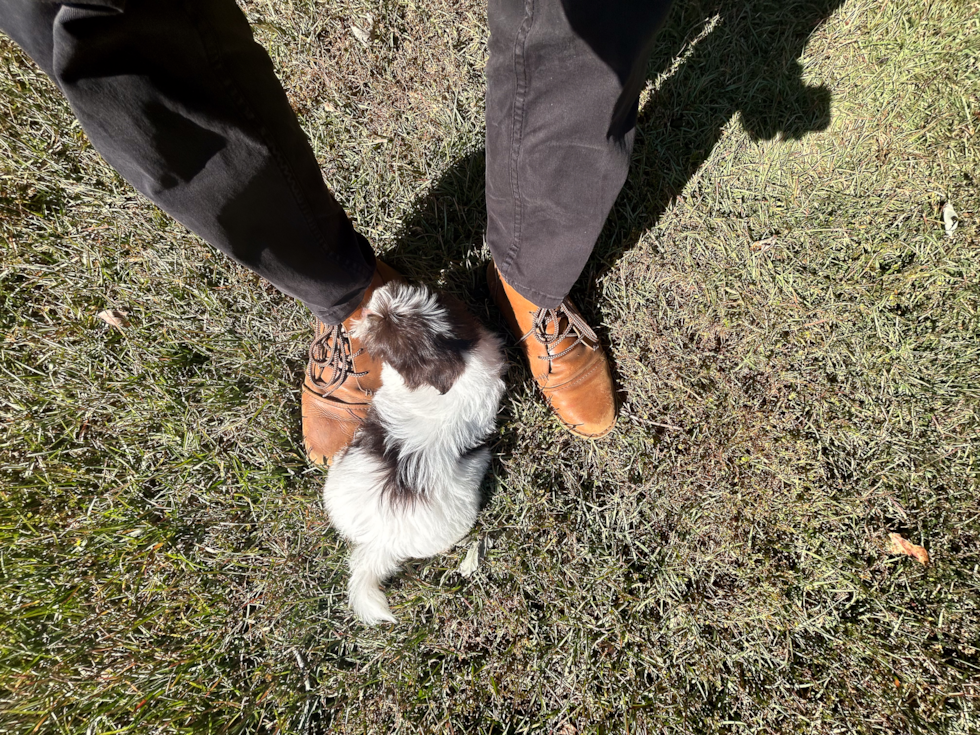 Cute Havanese Purebred Pup