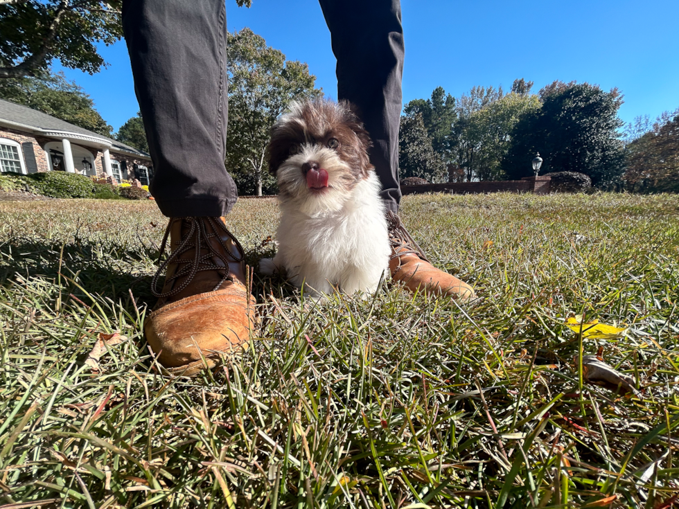 Cute Havanese Baby