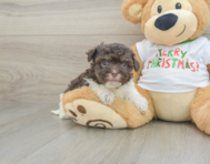 6 week old Havanese Puppy For Sale - Simply Southern Pups