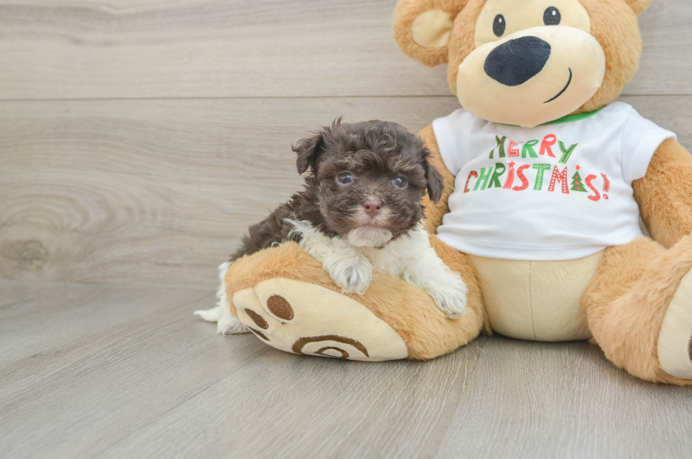 6 week old Havanese Puppy For Sale - Simply Southern Pups