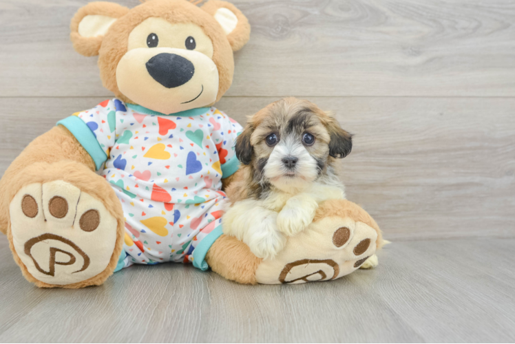 Havanese Puppy for Adoption