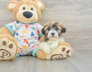 5 week old Havanese Puppy For Sale - Simply Southern Pups