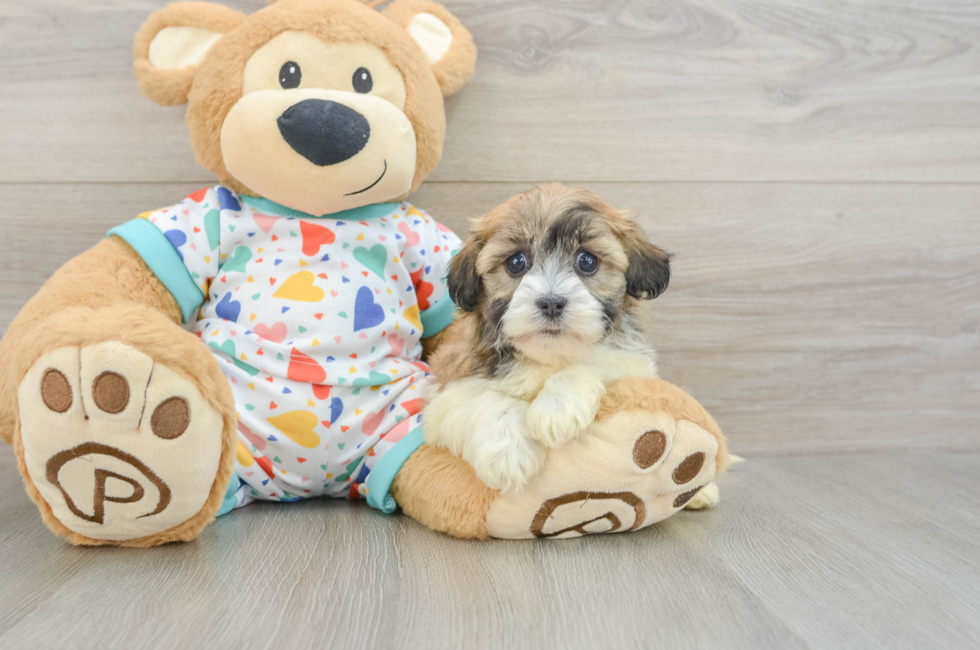 5 week old Havanese Puppy For Sale - Simply Southern Pups