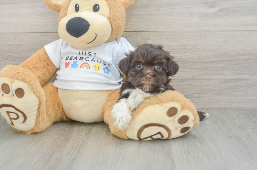 7 week old Havanese Puppy For Sale - Simply Southern Pups