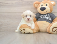 5 week old Havanese Puppy For Sale - Simply Southern Pups