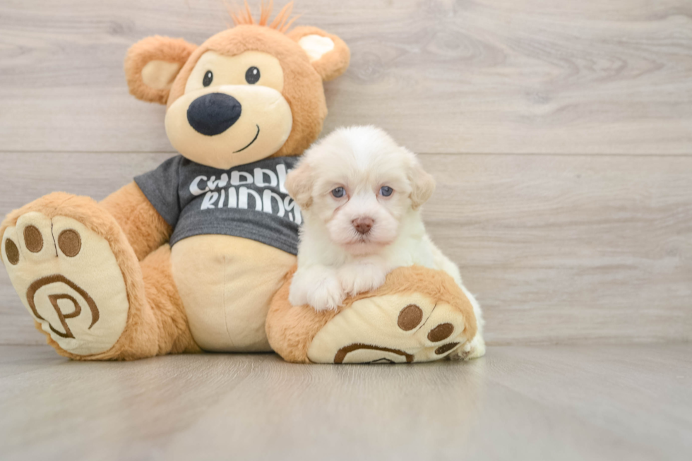 Havanese Puppy for Adoption