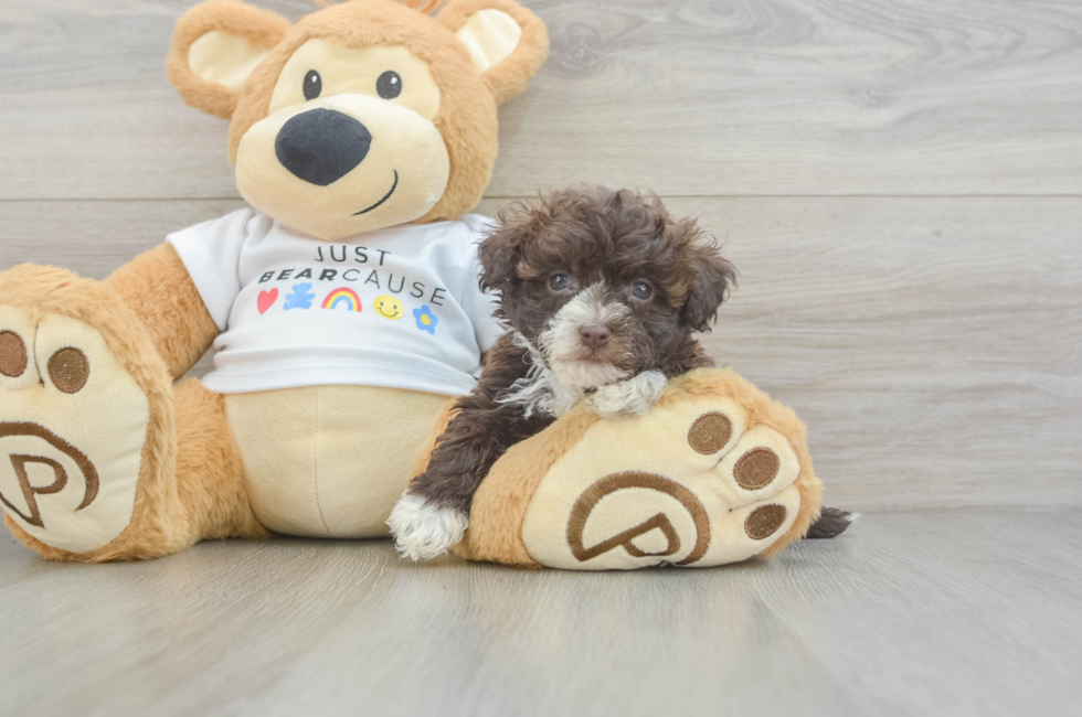 7 week old Havanese Puppy For Sale - Simply Southern Pups